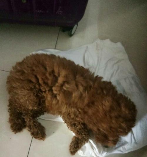 泰迪犬的纯种与混血之辨（了解泰迪犬的血统）